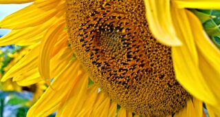 Am Sonnenblumenfeld unterwegs