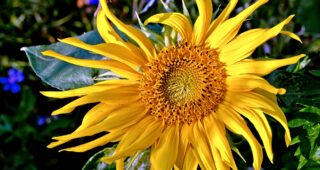 Pentacon meets Canon EOS