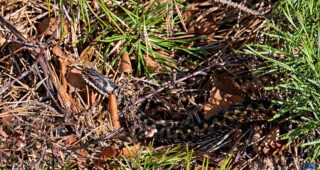 Kreuzottern im Piezmoor