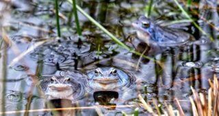 Die blauen Frösche vom Pietzmoor