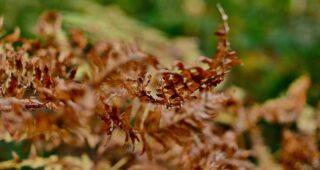 Bergsee – Am Butzener Bagen