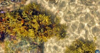 Drohnen-Videos von der Steilküste Klein Zicker