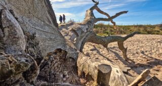 Loissin – Strand der schlafenden Bäume